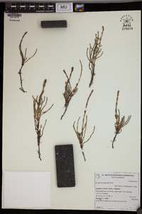 Equisetum bogotense image