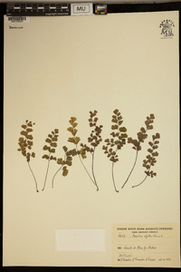 Adiantum capillus-veneris image