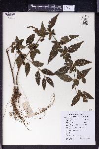 Image of Teucrium pernyi