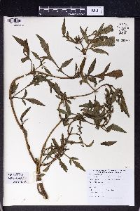 Bidens tripartita image