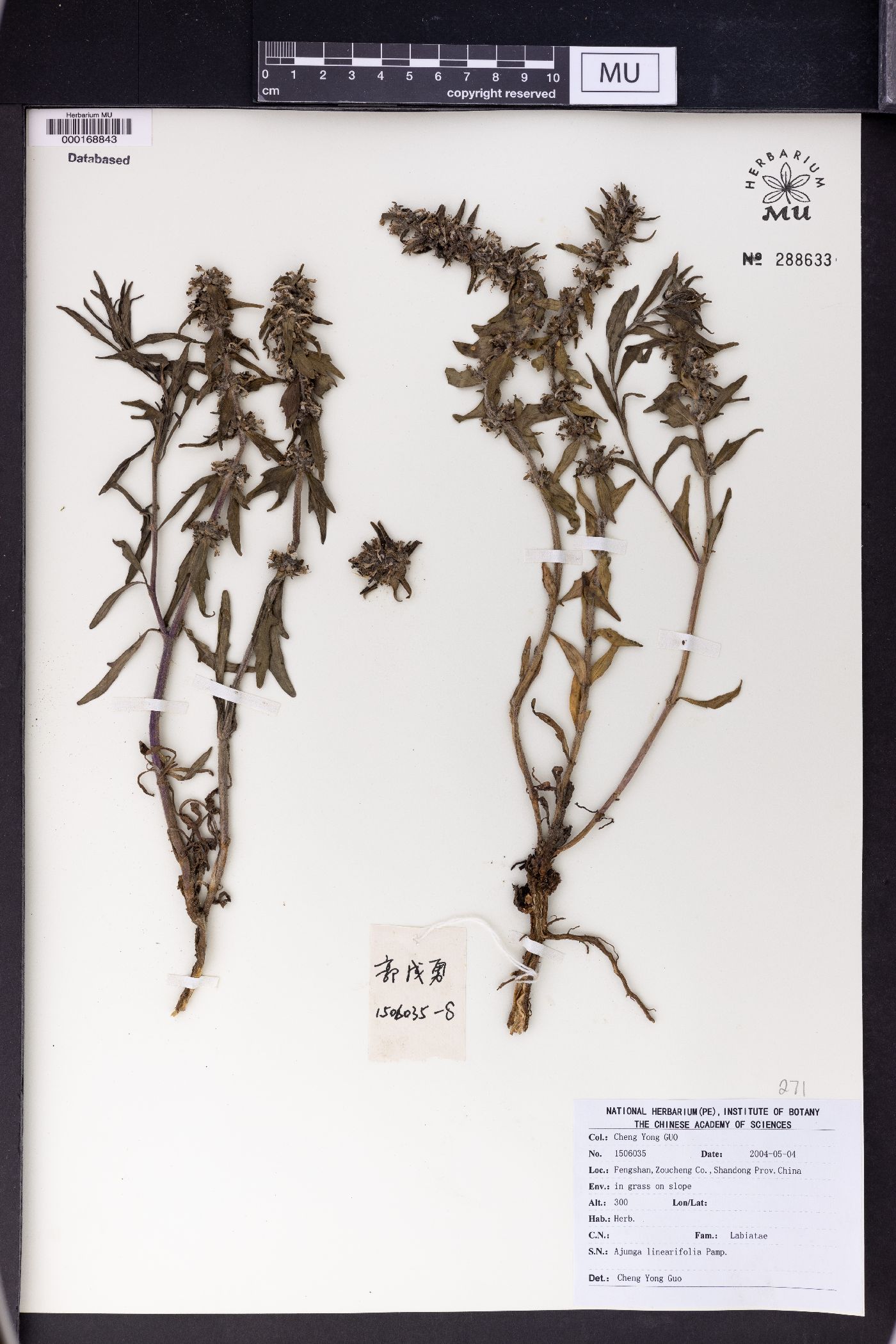 Ajuga linearifolia image