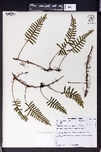 Polypodium polypodioides image