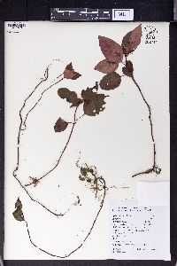 Ophiorrhiza japonica image
