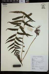 Deparia japonica image