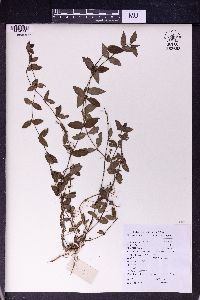 Oldenlandia chrysotricha image
