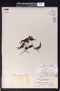 Media resource of Amauropelta grammitoides
