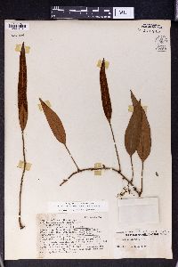 Pyrrosia lingua image