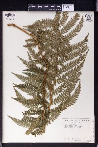 Polystichum braunii image
