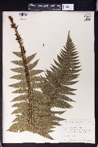 Polystichum aculeatum image