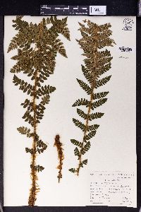 Polystichum setiferum image