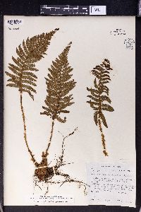 Polystichum aculeatum image