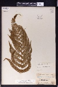 Polystichum aculeatum image