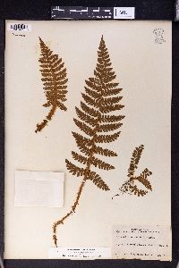 Polystichum aculeatum image