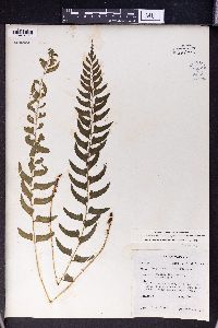 Polystichum formosanum image