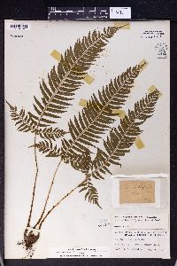 Polystichum tripteron image