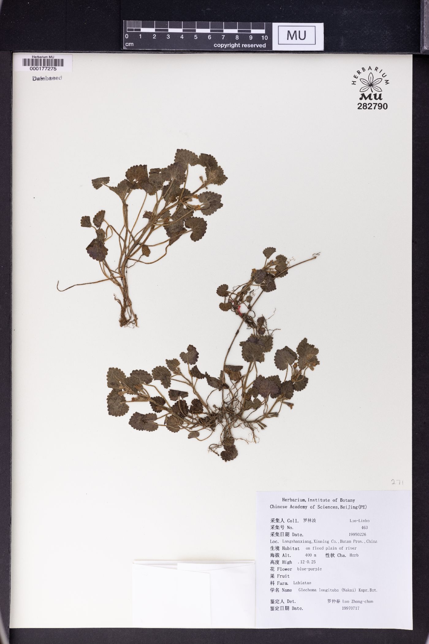 Glechoma longituba image