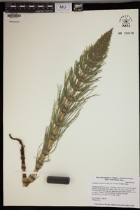 Equisetum telmateia image