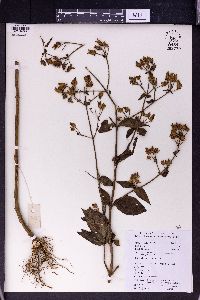 Swertia bimaculata image