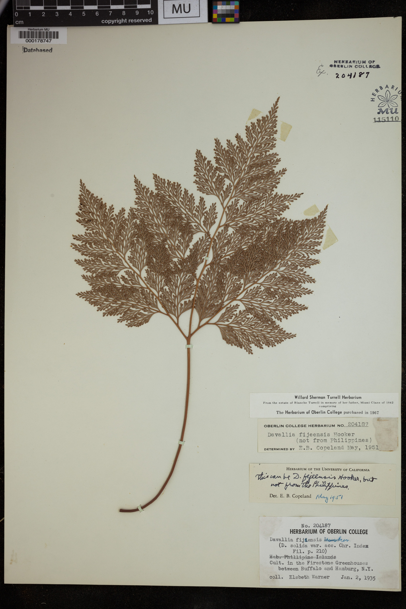 Davallia fejeensis image