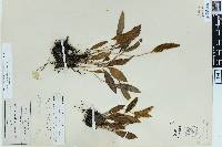 Elaphoglossum gratum image