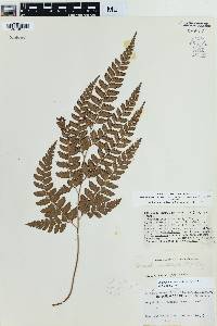 Arachniodes aristata image