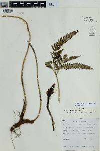 Arachniodes aristata image