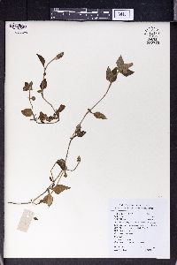 Elsholtzia kachinensis image