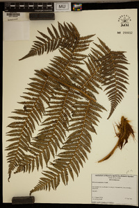 Dicksonia antarctica image