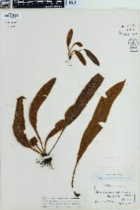 Elaphoglossum paleaceum image