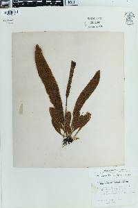 Elaphoglossum hirtum var. micans image