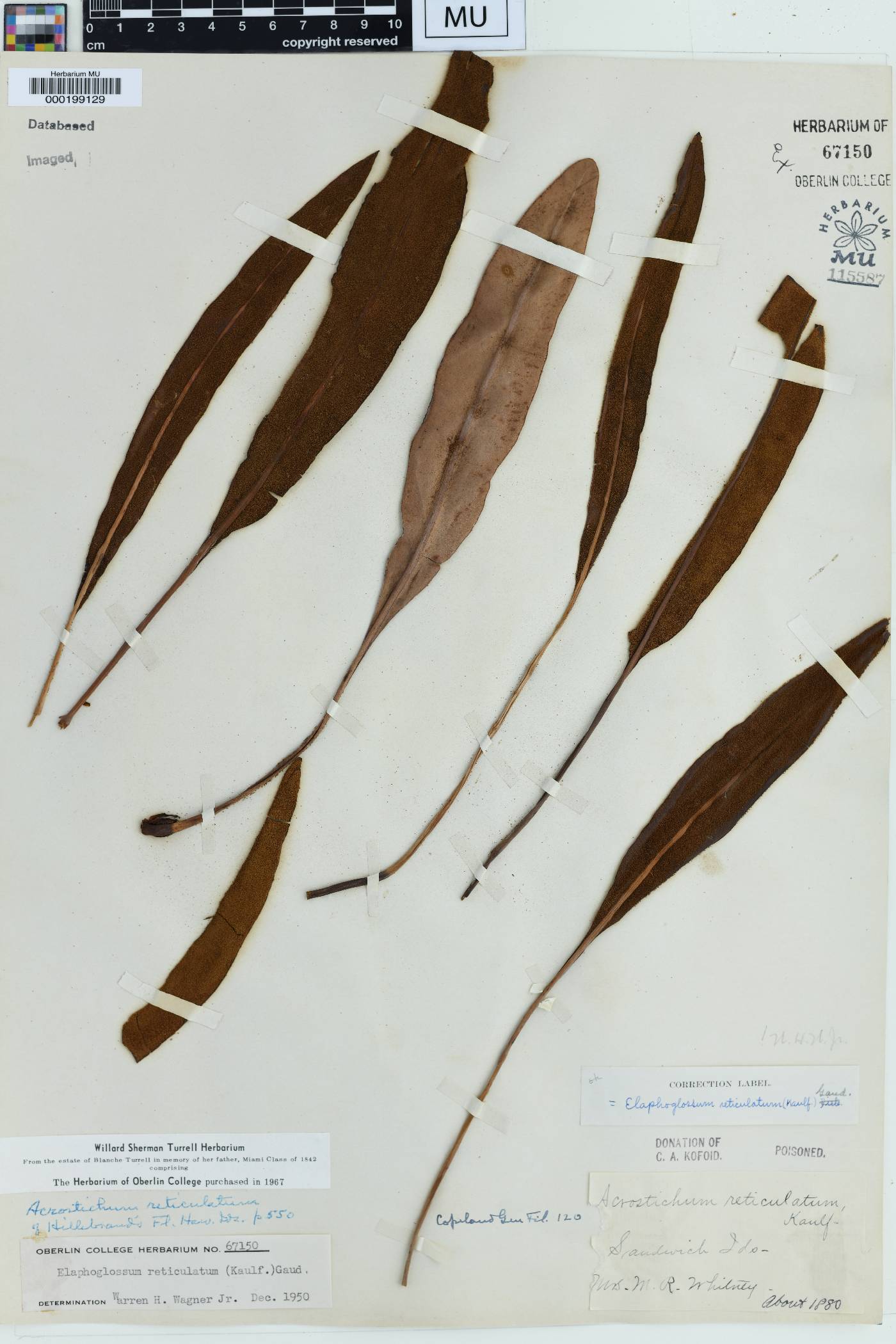 Elaphoglossum reticulatum image
