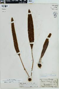 Elaphoglossum reticulatum image