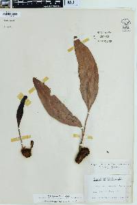 Elaphoglossum reticulatum image