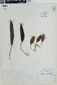 Elaphoglossum micradenium image