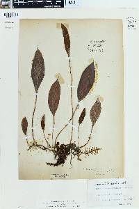 Elaphoglossum micradenium image