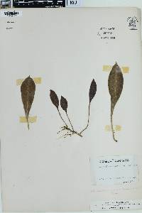 Elaphoglossum micradenium image
