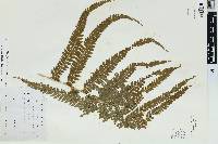 Microlepia strigosa image