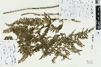 Microlepia strigosa image