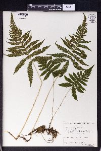 Phegopteris connectilis image