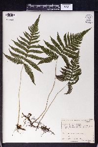 Phegopteris connectilis image
