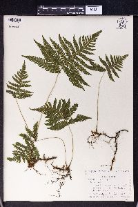 Phegopteris connectilis image