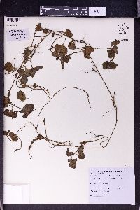 Image of Trapella sinensis