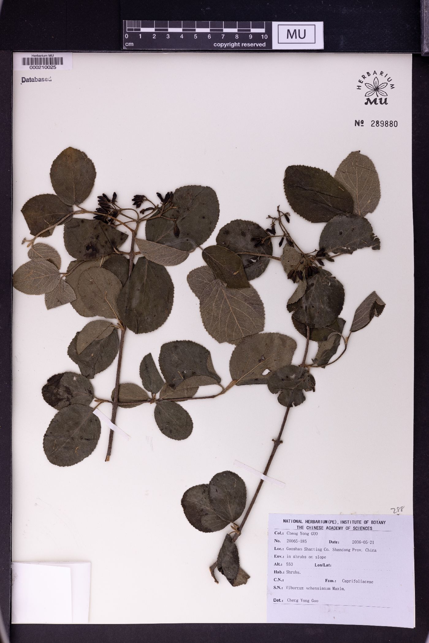 Viburnum schensianum image