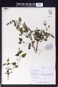 Isodon rubescens image