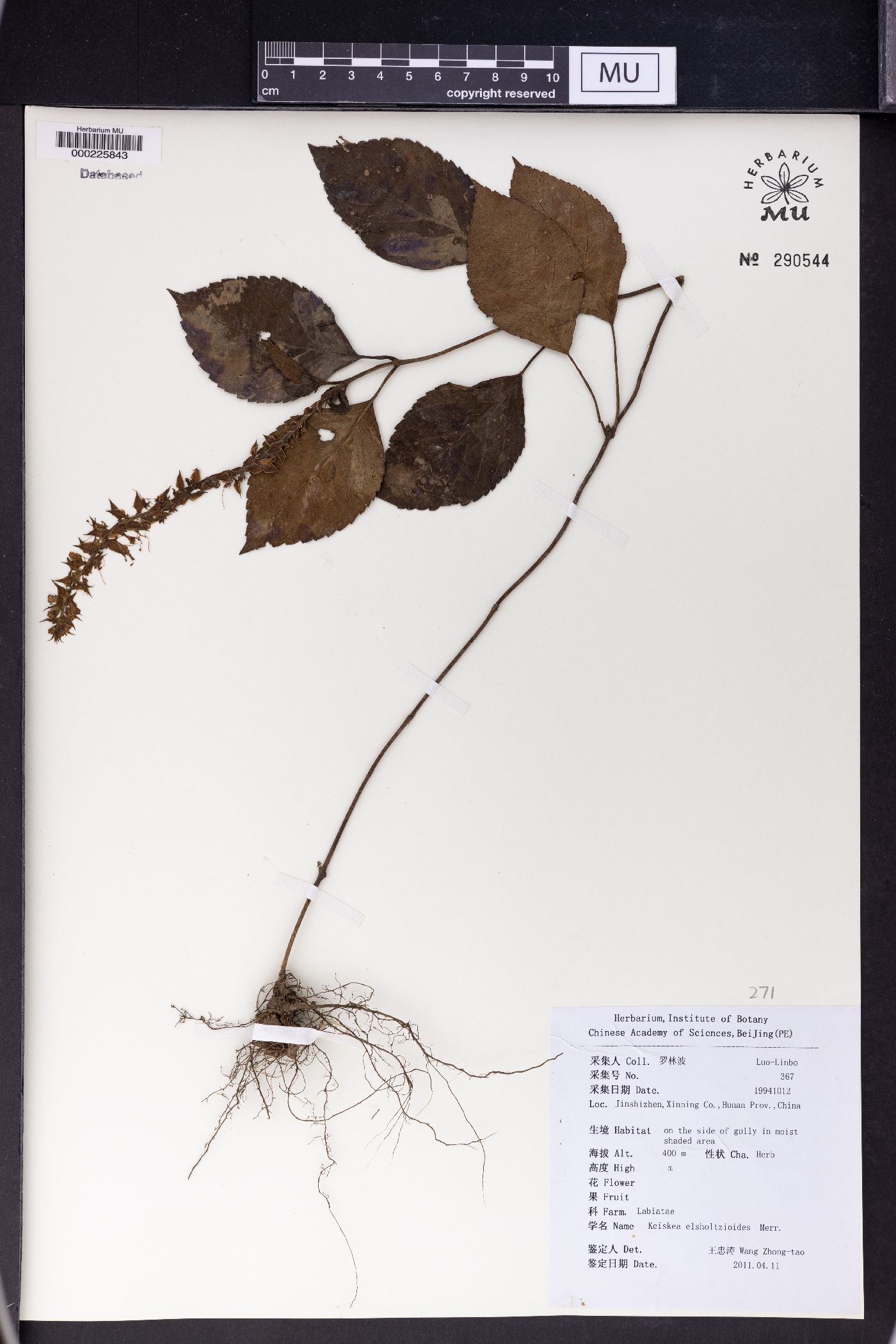 Collinsonia elsholtzioides image