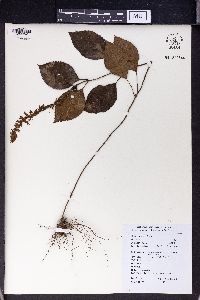 Image of Collinsonia elsholtzioides