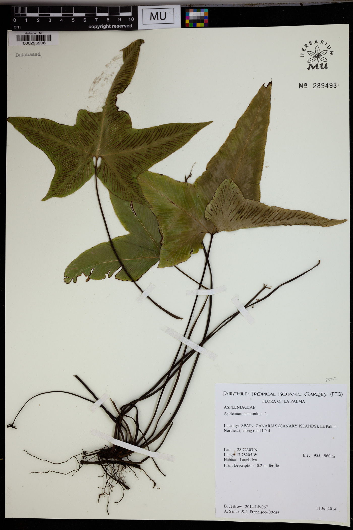 Asplenium hemionitis image