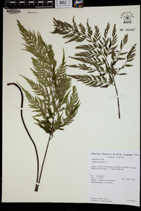 Asplenium onopteris image