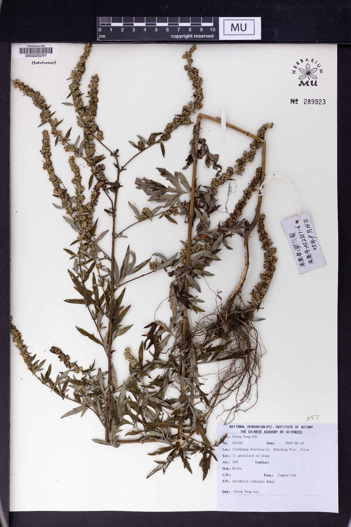 Artemisia rubripes image