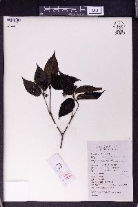 Viburnum setigerum image